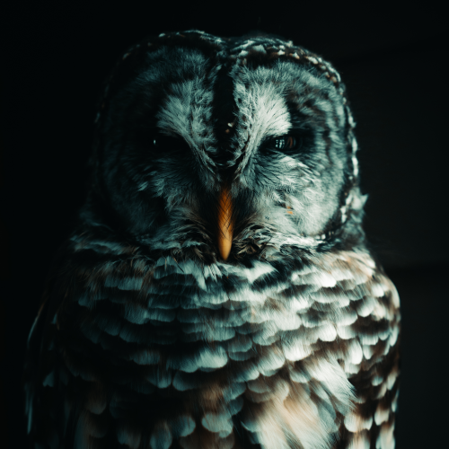 Winter wisdom