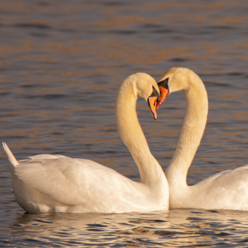 Love is in the Air