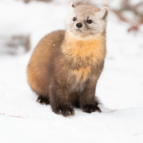 Snow Day