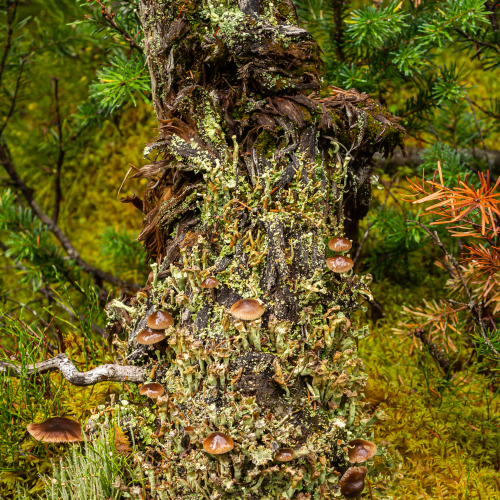Lichen Covered Stump