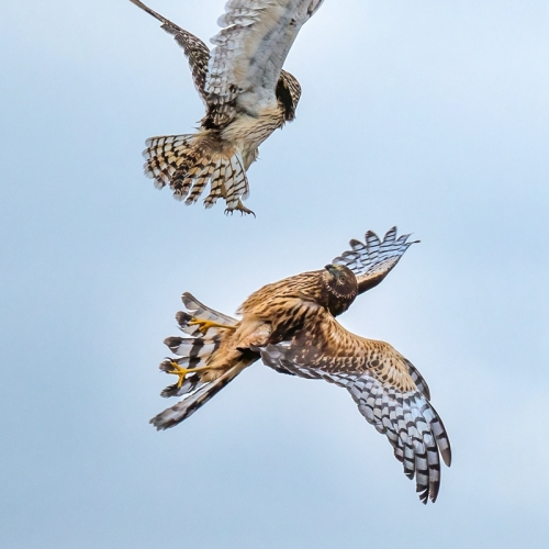 fight