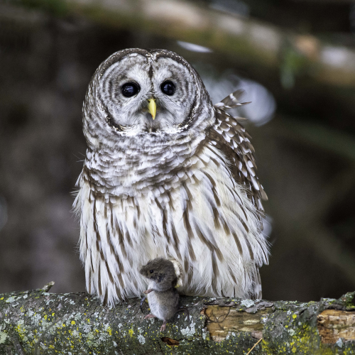 Barred Owl with Dinner