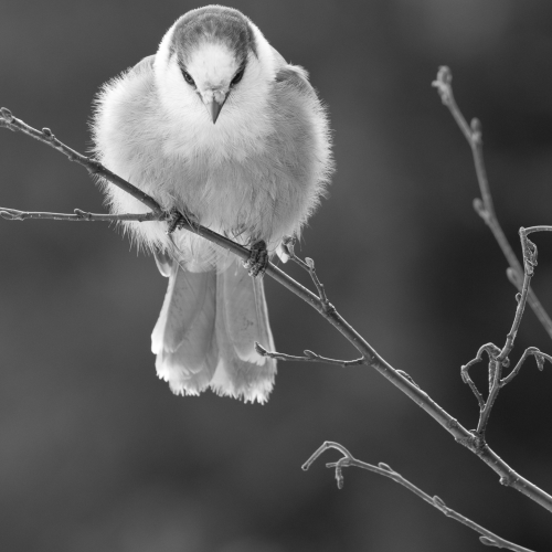 Gray Jay in B&W