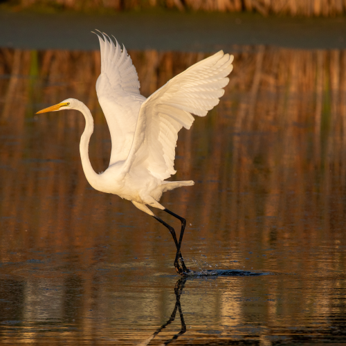 Great Egret