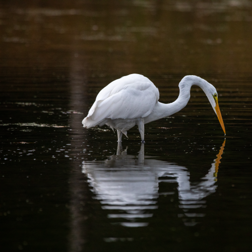 Great Egret
