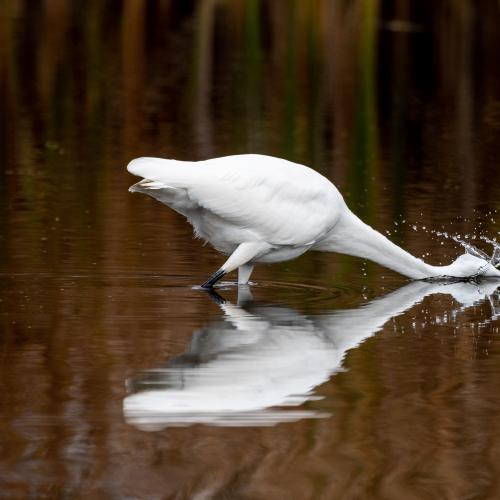 Great Egret