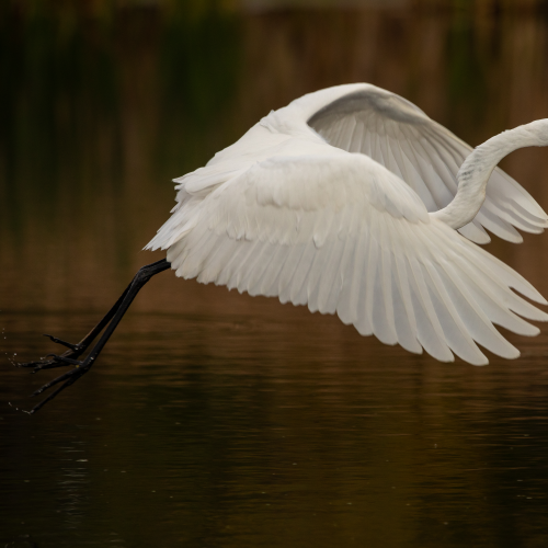 Great Egret