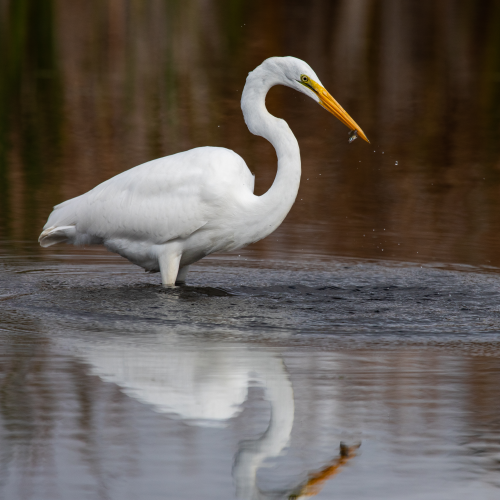 Great Egret