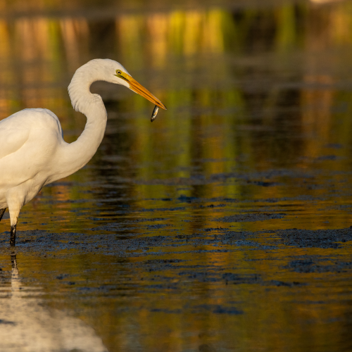 Great Egret