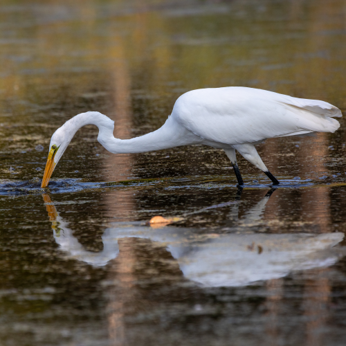 Great Egret