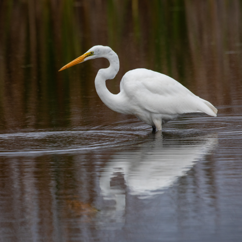 Great Egret