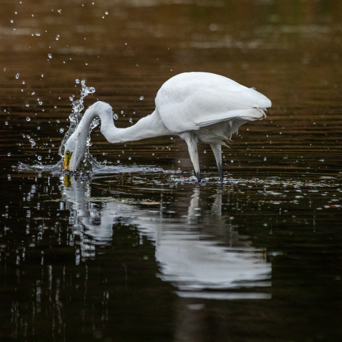 Great Egret