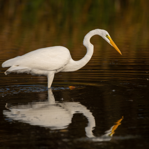 Great Egret