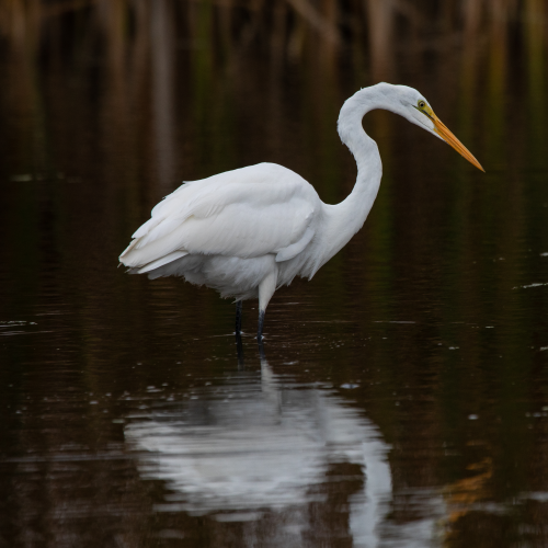 Great Egret