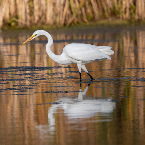Great Egret