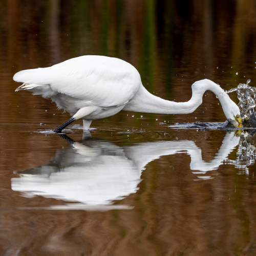 Great Egret