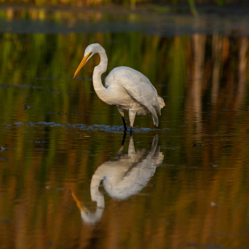 Great Egret