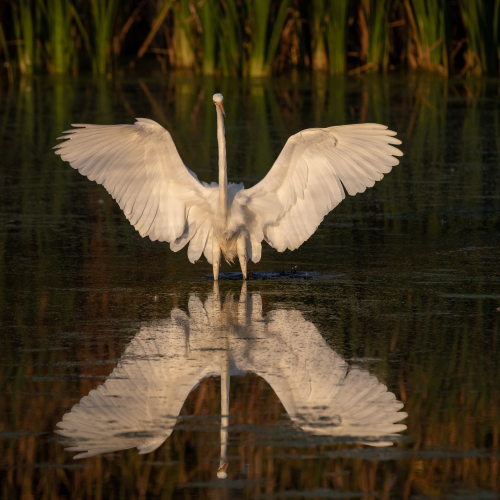 Great Egret