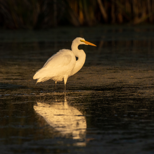 Great Egret