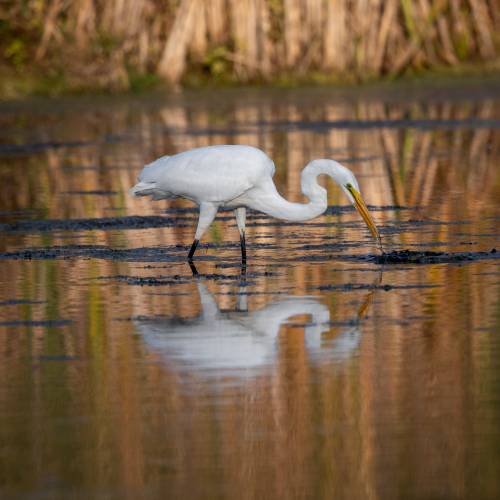 Great Egret