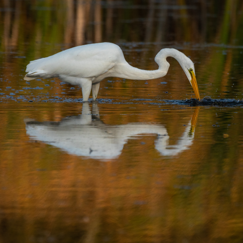 Great Egret