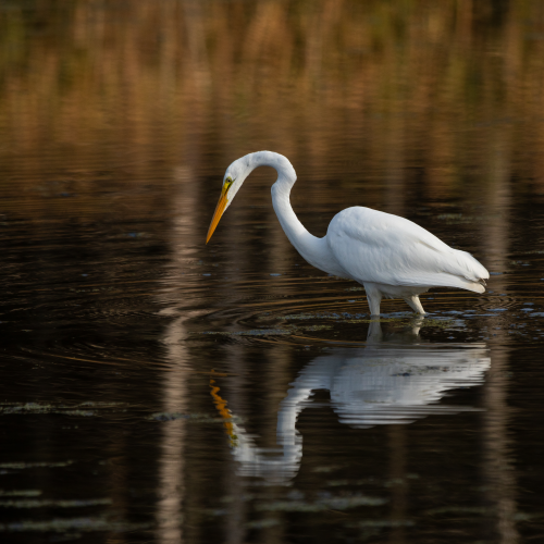 Great Egret