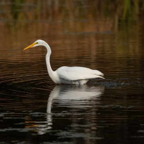 Great Egret