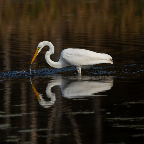 Great Egret