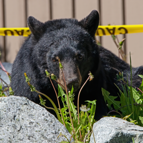 bear