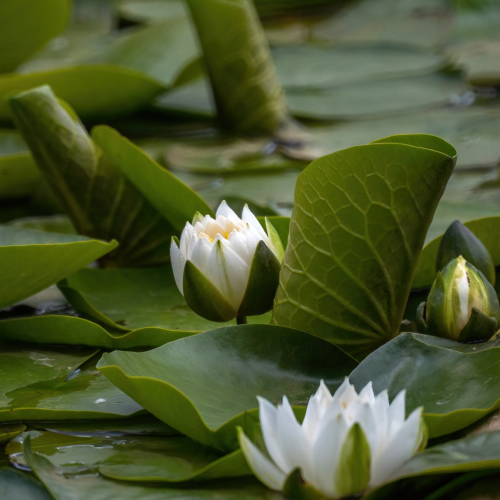 Water lily