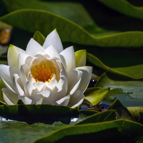 Water lily