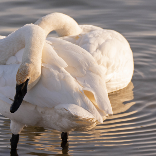 Ripples 