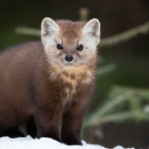 Pine Marten