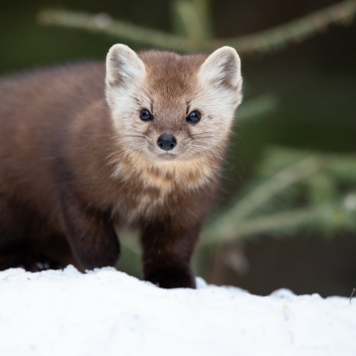 Pine Marten