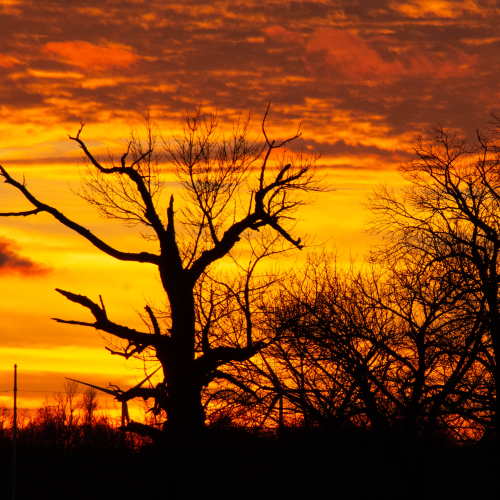 Forest Fire