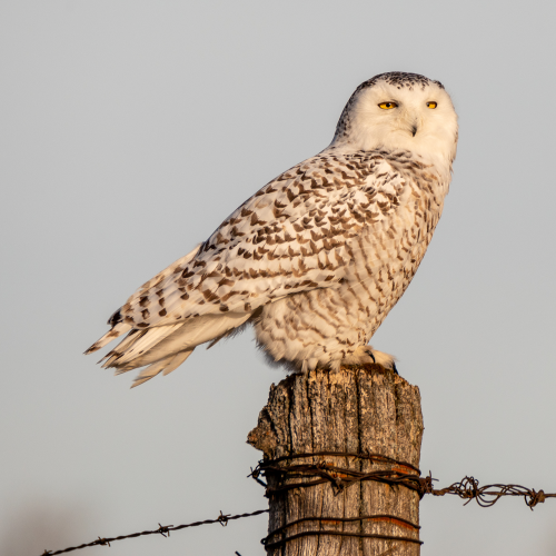 Snowy Owl