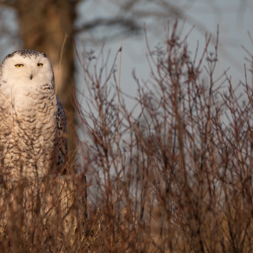 Snowy Owl