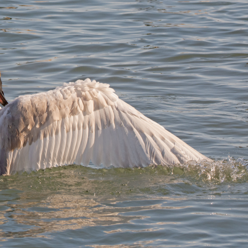 Angel Wings