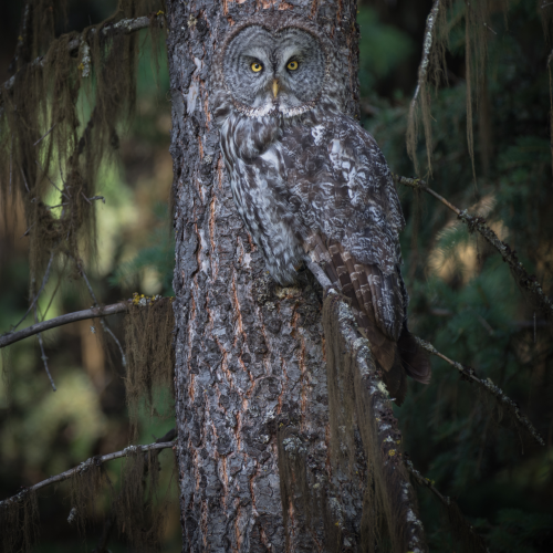 The Tree Has Eyes
