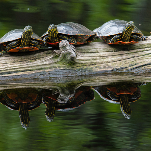 The Log Jam