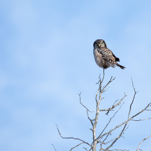 Northern Hawk Owl
