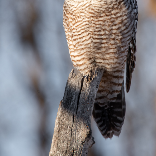 Northern Hawk Owl
