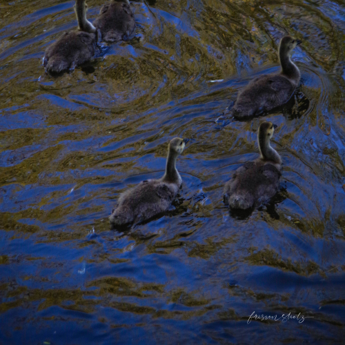 Ripples and Gosling troop