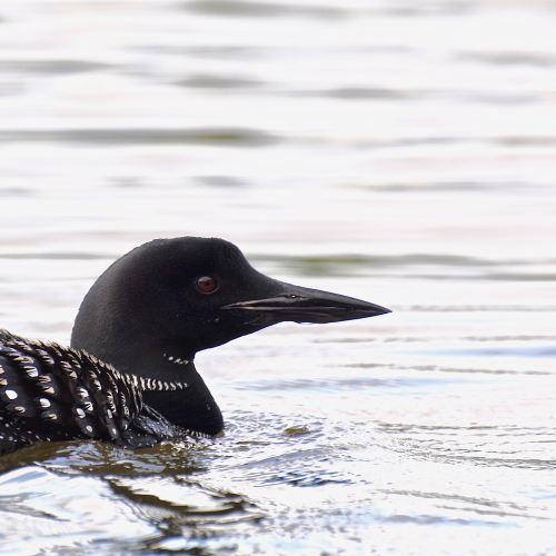 Common Loon
