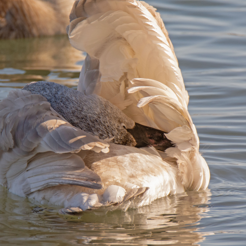 Feathered Beauty