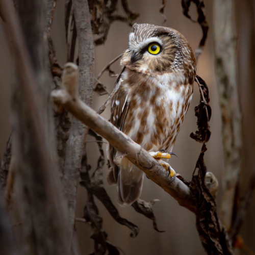 Owl you need is love