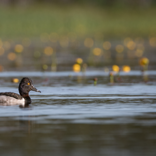 Ring-Necked Duck
