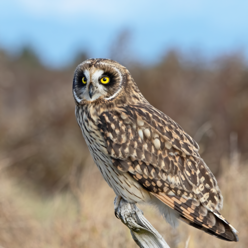 short eared owl