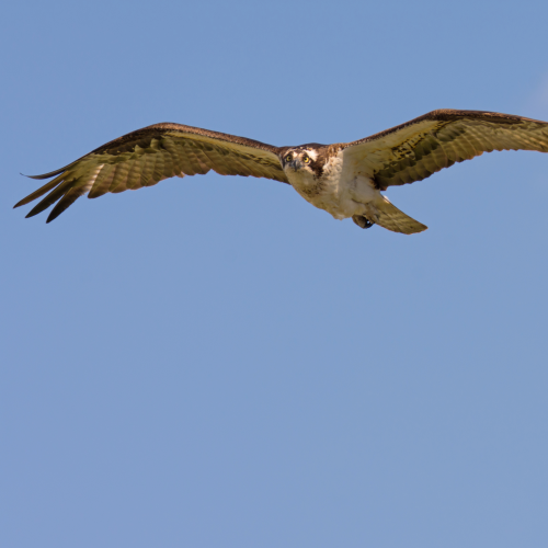Osprey Incoming!