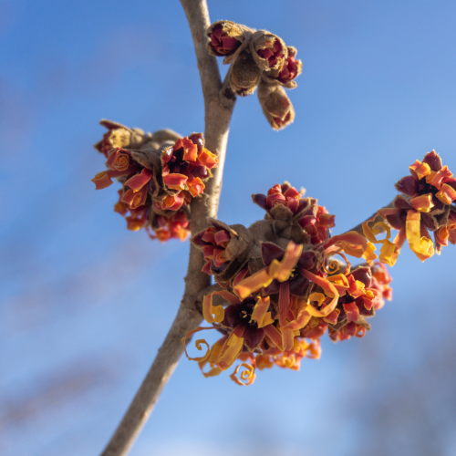 Winter Blooms